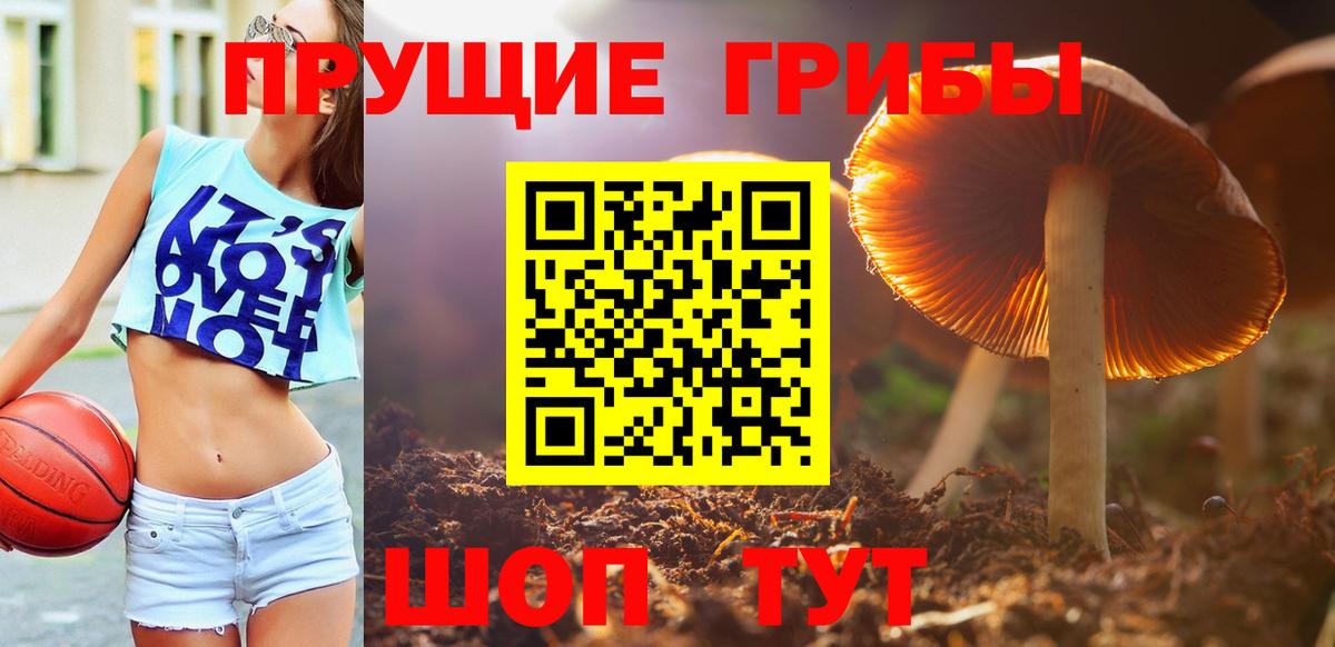 Псилоцибиновые грибы Psilocybe Мончегорск